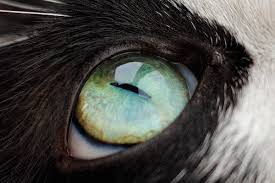 Pin On Pet Health Care