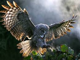 Birds Outside My Window Meaning I Saw An Albino White Owl Land Outside My Window In Kentucky Once An Awesome Memory Of A Bad Day Owl Pictures Barn Owl Owl
