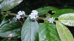 Image result for Lasianthus kilimandscharicus