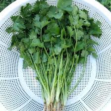 Image result for Coriandrum sativum
