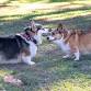 Saugstad Dog Park - Big Meet event in Roseville, CA