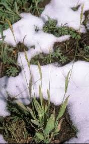 Image result for Pseudobromus