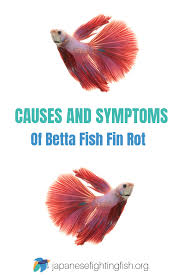 There are various betta fish fin rot treatments including antibacterial medication. Betta Fin Rot Guide Symptoms How To Treat And Prevention Betta Fish Care Betta Fish Betta Fish Tank