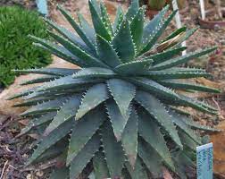 Si cette culture vous intéresse, je vous recommande d'acquérir et de lire attentivement l'excellent ouvrage « le docteur vert ou docteur. Aloes Planter Et Cultiver Ooreka