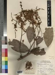 Image result for Leptoderris