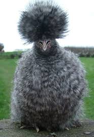 Cuckoo Silkie Hen Bantam Chickens Chickens Backyard Silkie Chickens