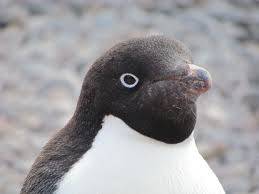 A Cool Close Up Picture Of An Adelie Penguin Did You Know That Adelies Are Named After Adelie Land An Area In Antarctica Clai Penguins Adelie Penguin Animals