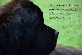 Pin By Nicole Hartwell On 6 Beestenboel Beautiful Dog Pictures Newfoundland Dog Really Cute Puppies