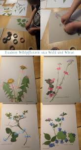 Pressen Trocknen Kleben Fertig Ist Das Kleine Herbarium Zum Thema Essbare Pflanzen Aus Wiese Und Wald Oder W Essbare Pflanzen Pflanzen Blumen Pressen