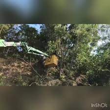 Cara semai pokok pudina / mint guna keratan atau pucuk. Perkhidmatan Tebang Pokok Kuantan Home Facebook