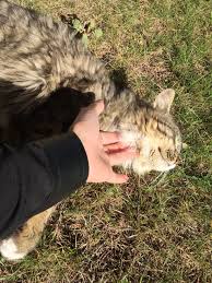 Guneslenirken Masaj Keyfisi Hayvanlar Kedi Kopek Kedi