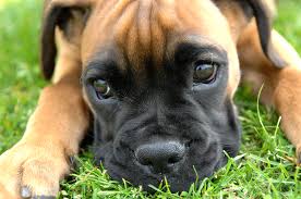 File:Boxer puppy fawn portrai.jpg - Wikimedia Commons