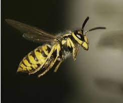 Yellow Jacket Trap Make Your Own Carolina Honeybees Yellow Jacket Wasp Wasp Yellow Jacket