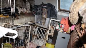Messie syndrom beschreibung seelische ursachen hilfe heilung. 57 Tiere Aus Messi Haushalt In Wuppertal Befreit Bmt E V