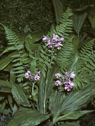 Image result for Calanthe sylvatica