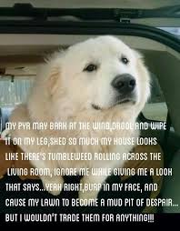 They Are Pretty Sweet Great Pyrenees Dog Pyrenees Puppies Great Pyrenees