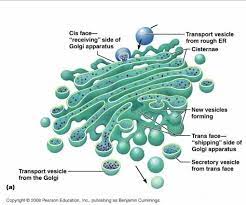 Pin Em Cells