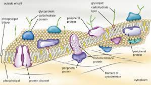 Solid complex alcohols (sterols) from plant sources. 5 4 Plasma Membrane Biology Libretexts