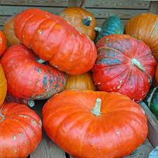 Image result for Cucurbita
