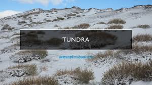 Musim dingin berlangsung lama musim panas yang. Ciri Ciri Bioma Tundra Pengertian Jenis Letak Ancaman Konsep Penting Dan Penjelasan Apayangdimaksud Com
