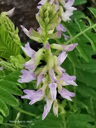 Image result for Astragalus atropilosulus