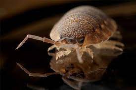 They probably prefer to feed on people. Bed Bug Control Cary Raleigh Holly Springs Nc Reliant Pest Management