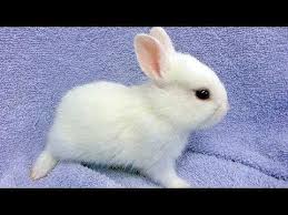 Funny Turtles Cute Tortoises Video Funny Turtle Cute Tortoise Videos Mel S Video Of The Day Mvotd C Cute Baby Bunnies Cute Animal Videos Cute Animals