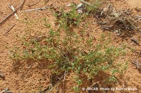 Image result for Stylosanthes fruticosa