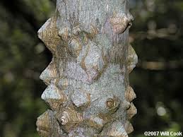 Image result for Zanthoxylum
