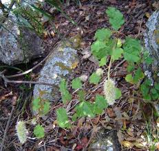 Image result for Cyathula cylindrica