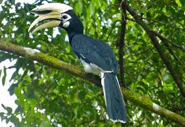 Maybe you would like to learn more about one of these? Nasalis Larvatus Tours Sdn Bhd Posts Facebook