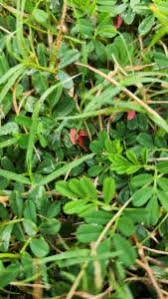 Image result for Indigofera circinella