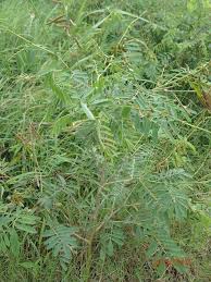 Image result for Tephrosia noctiflora