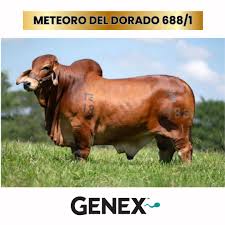 Conoce a Meteoro del Dorado 688/1 Un toro Brahman de gran ...