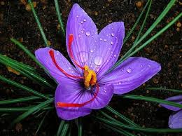 HD flowers of saffron wallpapers | Peakpx