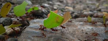 Maybe you would like to learn more about one of these? Ants Are Even Stronger Than You Imagine Inside Science