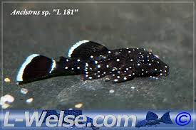 Er wird auch als tüpfelantennenwels bezeichnet. L Welse Com Datenbank Ancistrus Sp L 181 Powered By Reviewpost