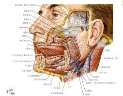 局部解剖学——面部--面侧区_腮腺