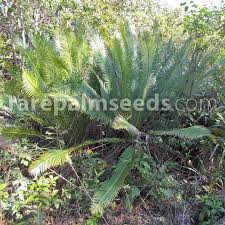 Image result for Dichapetalum edule