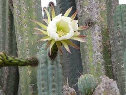 It is the south american cousin to peyote, and most notably contains the psychoactive once you get to a mountain where san pedro grows wild, give yourself an entire day for harvesting and preparation. Hd Wallpaper Cactus Bloom Flower Cacti Large Thorn Prickly San Pedro Wallpaper Flare