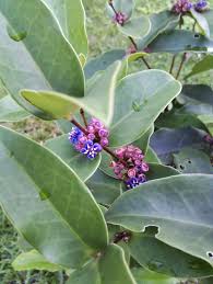 Image result for Platostoma coeruleum