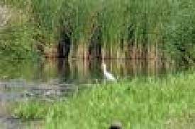 Agentie locala de protectia mediului. Agentia Regionala Pentru Protectia Mediului Timisoara Arpm Institutie Plublica Din Timisoara