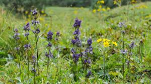 Image result for Swertia welwitschii