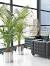 Natural Decorative Plants For Home