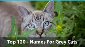 Finding food names for grey cats is no easy feat! Top 120 Names For Grey Cats Cute Funny Unique Puns And More