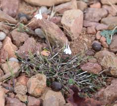 Image result for Thomandersiaceae