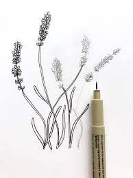 Step By Step Lavender Illustration Bunch Of Flowers Drawing Ink Pen Drawings Watercolor And Ink