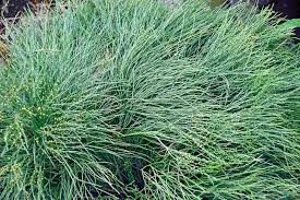 Image result for Psilotrichum