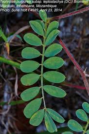 Image result for Tephrosia purpurea