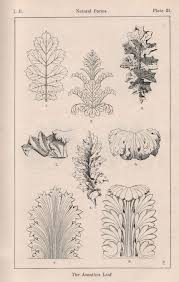 Image result for Acanthus